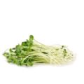 Organic Radish Sprouts	